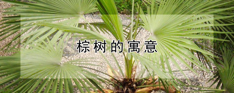 棕树的寓意 棕榈树的象征意义