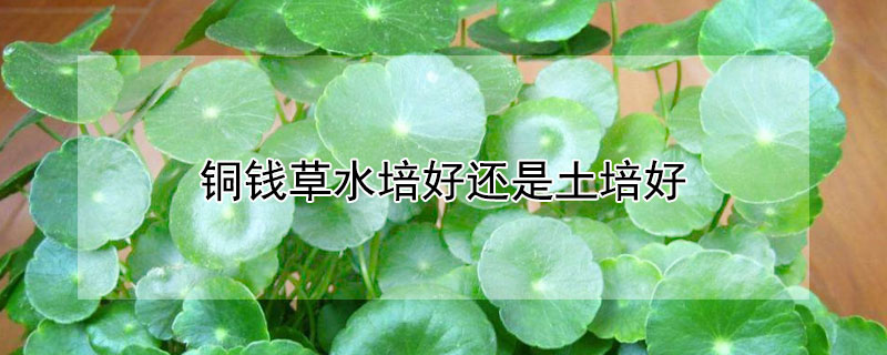 铜钱草水培好还是土培好 铜钱草水培好还是土培好还是半土半水好