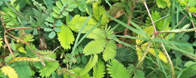 含羞草的花语（含羞草的花语功效特点诗词）