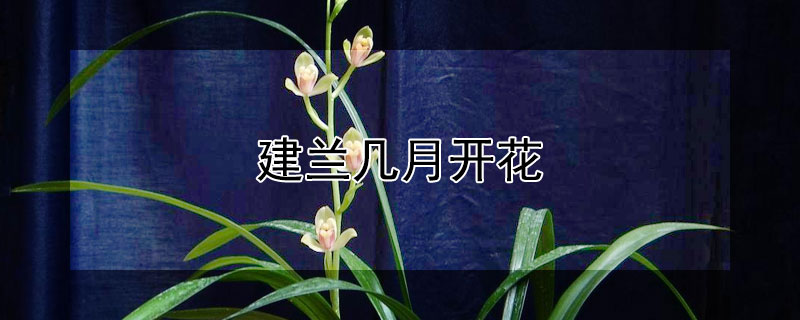 建兰几月开花（建兰几月开花花期多长）