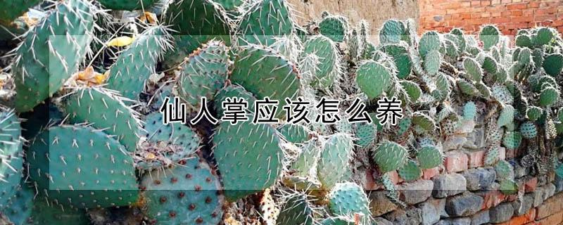 仙人掌应该怎么养(仙人掌该如何养)