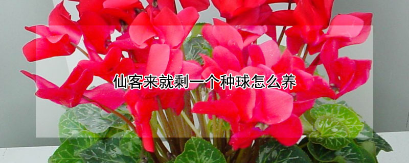 仙客来就剩一个种球怎么养 仙客来的种球怎么栽种