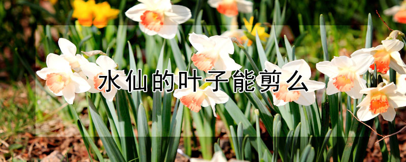 水仙的叶子能剪么（水仙叶子太长了可以剪吗）