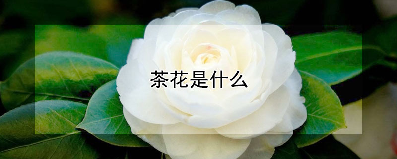 茶花是什么 茶花是什么科