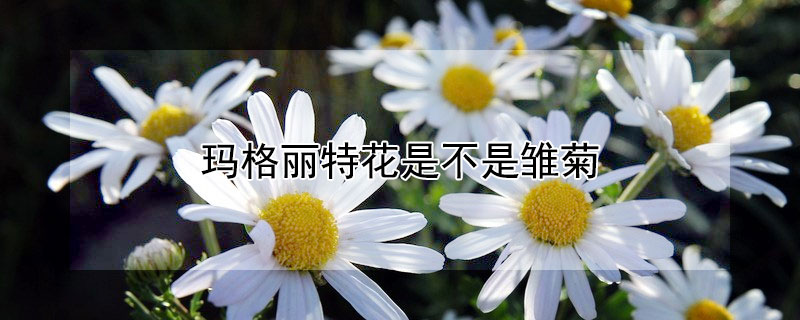 玛格丽特花是不是雏菊 玛格丽特菊和小雏菊