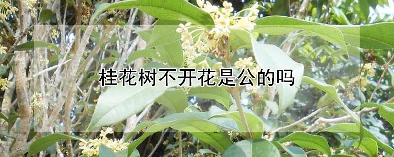 桂花树不开花是公的吗（桂花树不开花是什么情况）