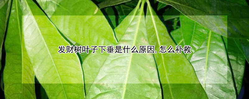 发财树叶子下垂是什么原因,怎么补救 发财树叶子下垂怎么办