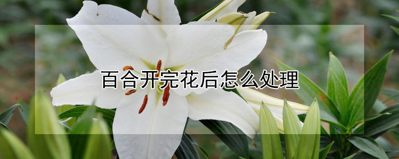 百合开完花后怎么处理 室外百合开完花后怎么处理