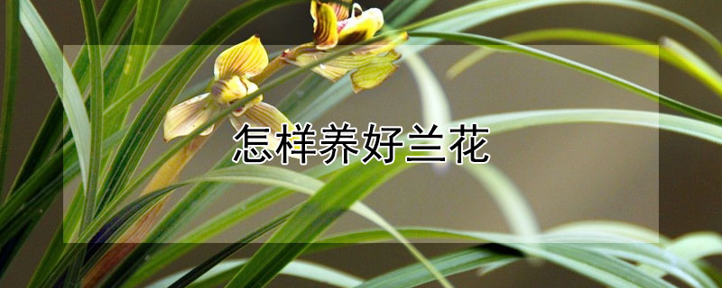 怎样养好兰花 封闭阳台怎样养好兰花