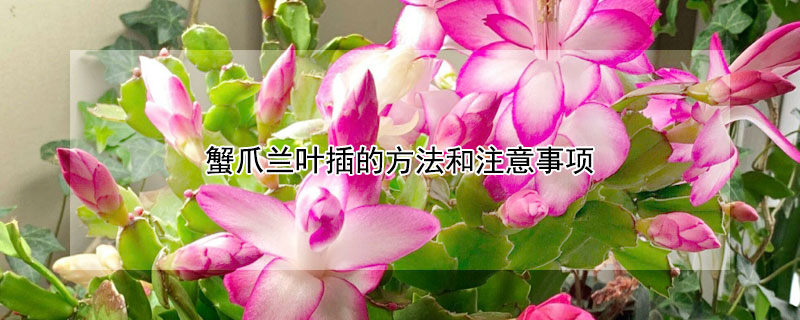 蟹爪兰叶插的方法和注意事项 蟹爪兰叶片如何扦插