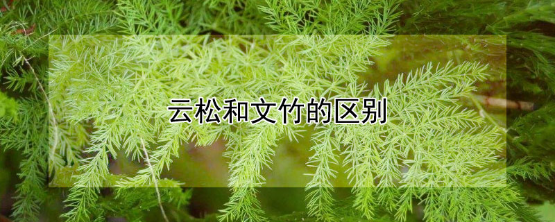 云松和文竹的区别 云松和文竹有什么区别