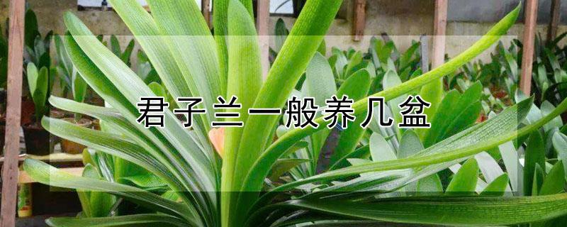 君子兰一般养几盆（君子兰能养多大）