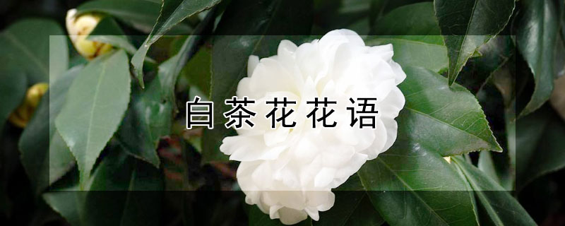 白茶花花语 白茶花的花语是什么