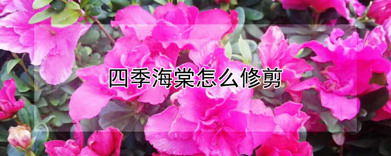 四季海棠怎么修剪 四季海棠怎么修剪残花