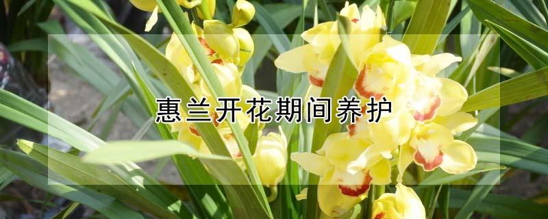 惠兰开花期间养护（蕙兰花期怎么养护）