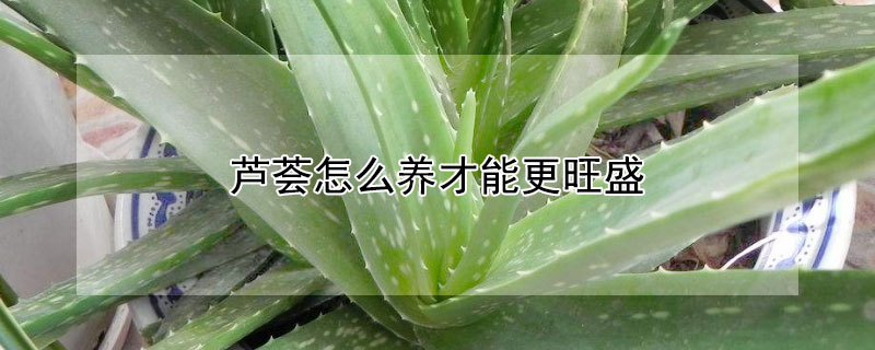 芦荟怎么养才能更旺盛 盆栽芦荟怎么养才能更旺盛