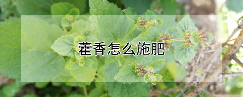 藿香怎么施肥 藿香施肥方法