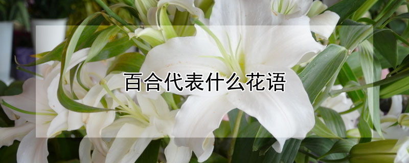 百合代表什么花语(百合表示什么花语)