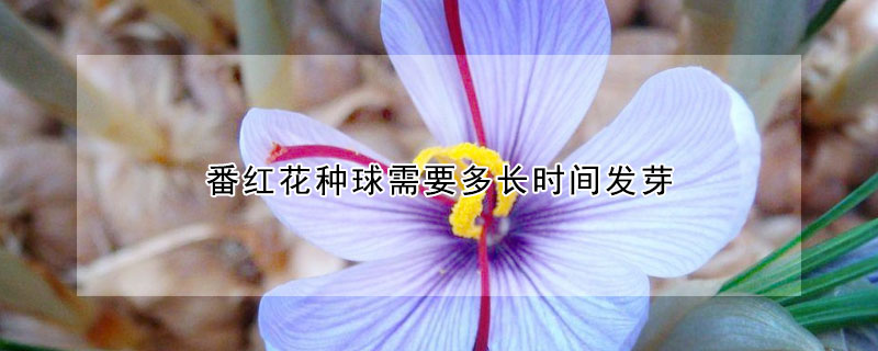 番红花种球需要多长时间发芽（番红花种球种下多久开花）