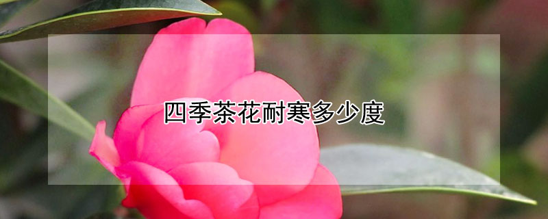四季茶花耐寒多少度(四季茶花耐寒多少度?)