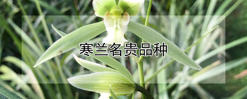 寒兰名贵品种（寒兰名贵品种及图片）