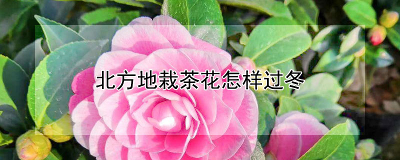 北方地栽茶花怎样过冬（茶花在北方怎么养冬季）