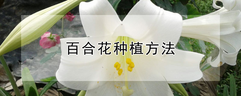 百合花种植方法 百合花种植方法和时间图片