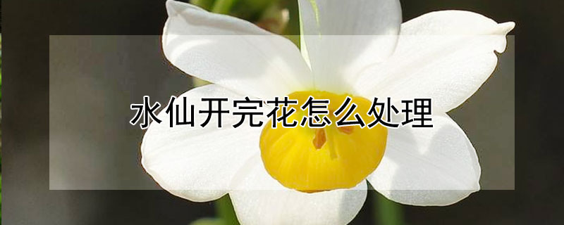 水仙开完花怎么处理（水仙开花之后怎么处理）