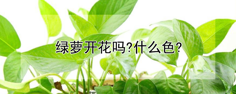 绿萝开花吗?什么色? 绿萝开什么样的花