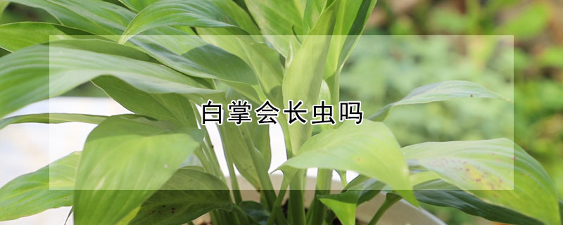 白掌会长虫吗（白掌容易长虫吗）