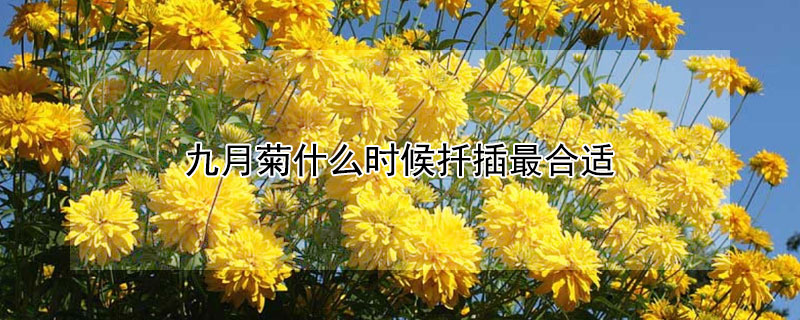 九月菊什么时候扦插最合适（九月菊几月扦插好）