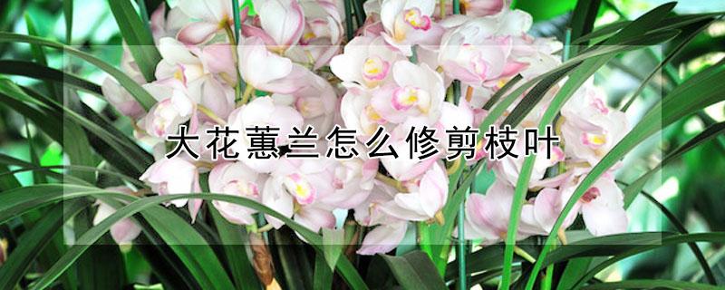 大花蕙兰怎么修剪枝叶 大花蕙兰开花后怎么修剪