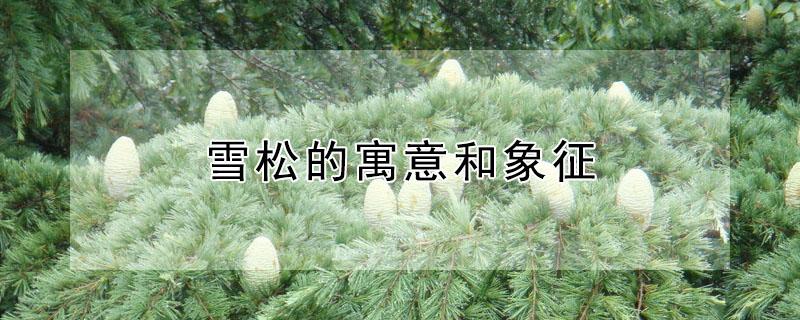 雪松的寓意和象征 雪松的花语和象征意义是什么