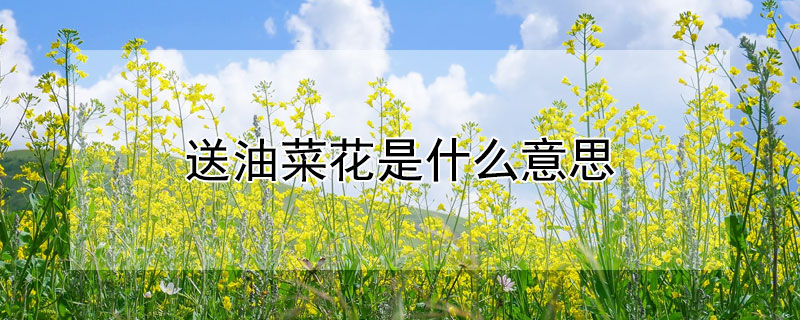 送油菜花是什么意思（送菜油代表什么）