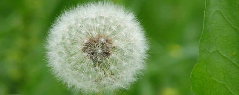 蒲公英的精神与寓意 蒲公英的象征人生精神
