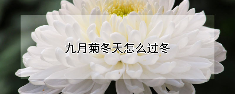 九月菊冬天怎么过冬（九月菊花冬天怎么养）