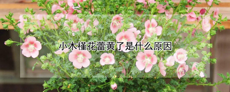 小木槿花蕾黄了是什么原因 木槿花蕾发黄怎么办
