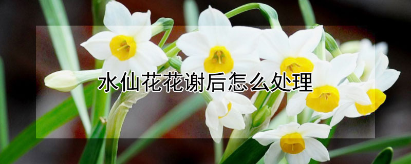 水仙花花谢后怎么处理 水仙花花谢后怎么处理视频