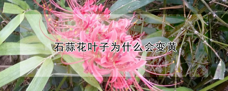 石蒜花叶子为什么会变黄（石蒜叶子黄了）