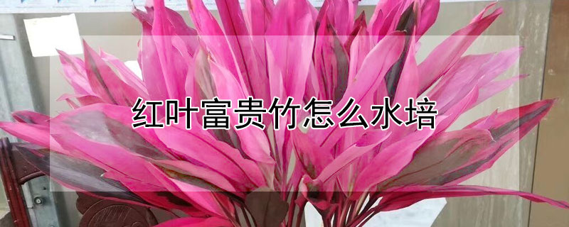 红叶富贵竹怎么水培 水培红叶富贵竹怎么养
