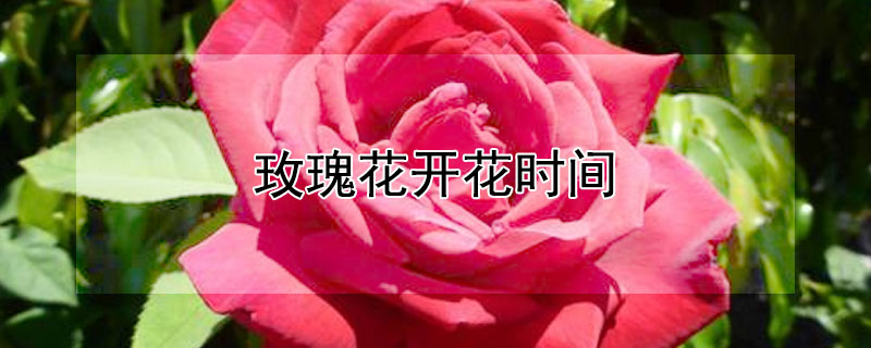 玫瑰花开花时间（玫瑰花开花时间是几点）