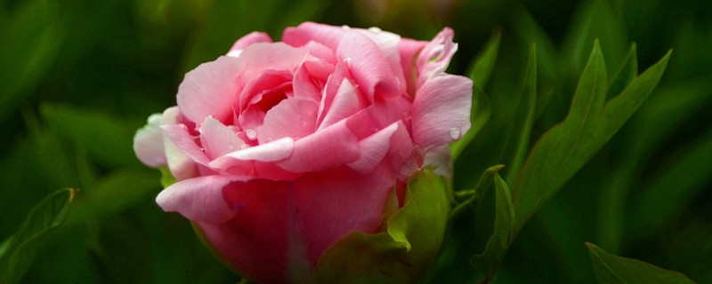 送牡丹花的寓意是什么 送花送牡丹是什么意思