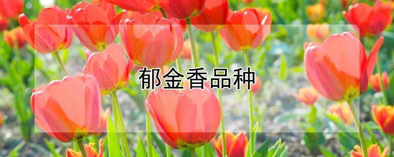 郁金香品种 吸色郁金香品种