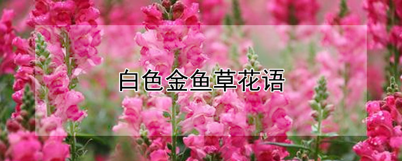 白色金鱼草花语 白色金鱼草花语是什么