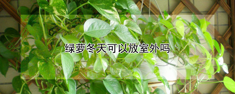 绿萝冬天可以放室外吗 绿萝夏天可以放室外养吗