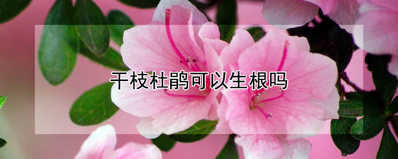 干枝杜鹃可以生根吗（干枝杜鹃的养殖方法能有根吗）
