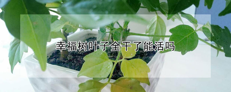 幸福树叶子全干了能活吗(幸福树叶干枯怎么办)