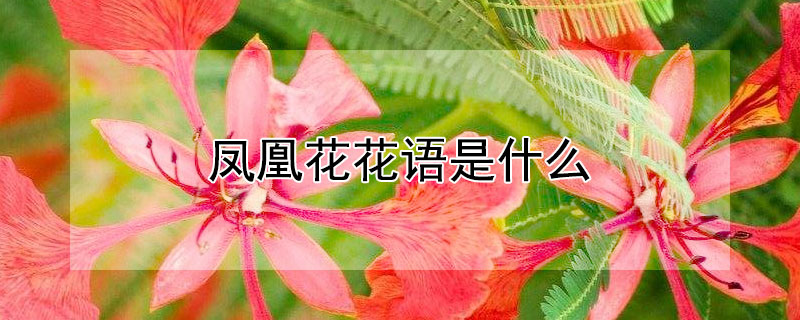 凤凰花花语是什么（凤凰花花语是什么意思）