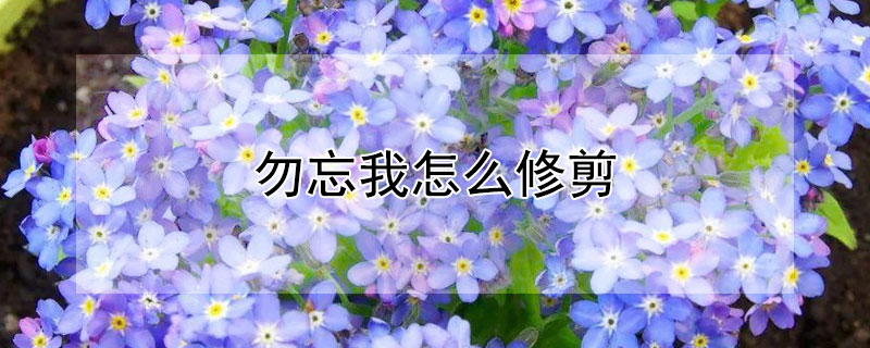 勿忘我怎么修剪（勿忘我买回来需要修剪吗）