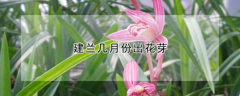 建兰几月份出花芽 建兰几月份开始长花芽